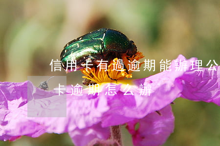 信用卡有過逾期能辦理公務卡嗎(公務員信用卡逾期怎么辦)