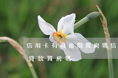 信用卡有過逾期買房嗎(信用卡有過逾期可以貸款買房嗎)