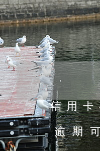 信用卡有過逾期還能房貸嗎(買房子信用卡有逾期可以貸款嗎)