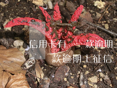 信用卡有過還款逾期上征信會怎樣(信用卡有過還款逾期上征信會怎樣嗎)