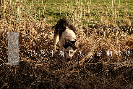 信用卡有錢怎么逾期的(信用卡 逾期了怎么辦)