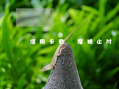 信用卡有額度被止付沒逾期(信用卡被止付款)