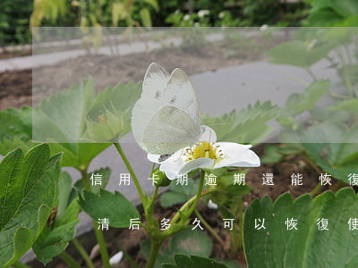 信用卡期逾期還能恢復嗎(信用卡逾期一年還清后多久可以恢復使用)