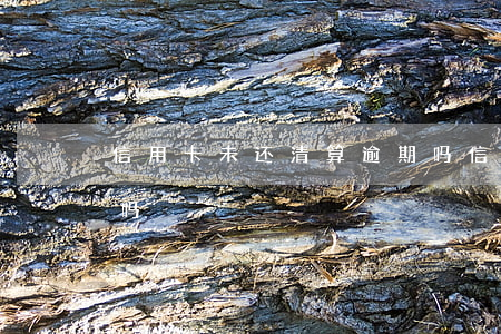 信用卡未还清算逾期吗?（信用卡未还清算逾期吗）