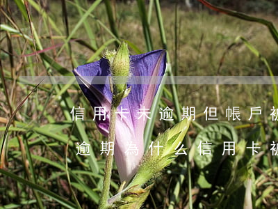 信用卡未逾期但帳戶被凍結(jié)(沒有逾期為什么信用卡被凍結(jié))
