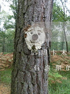 信用卡未逾期可以協(xié)商分期嗎(沒有逾期的信用卡可以協(xié)商還款嗎)