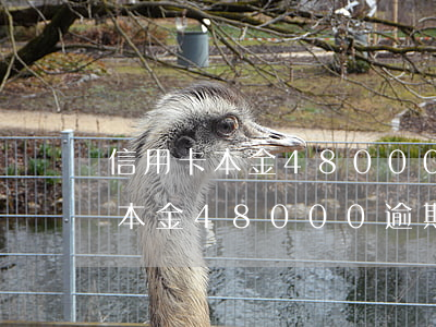 信用卡本金48000逾期怎么辦-信用卡本金48000逾期怎么辦理