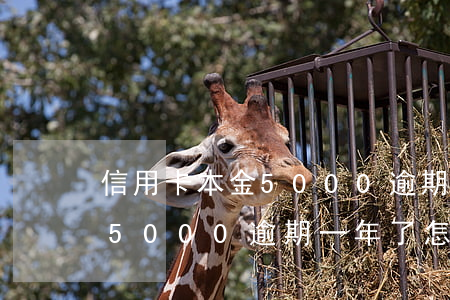 信用卡本金5000逾期一年了(信用卡本金5000逾期一年了怎么辦)