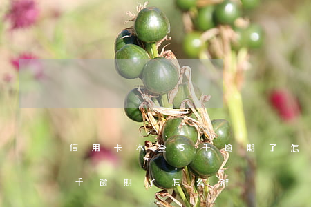 信用卡本金5千逾期了怎么辦(信用卡本金5千逾期了怎么辦)