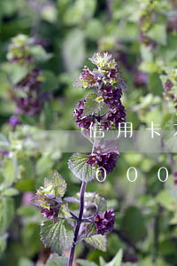 信用卡本金9000逾期兩年 信用卡本金9000逾期兩年怎么辦