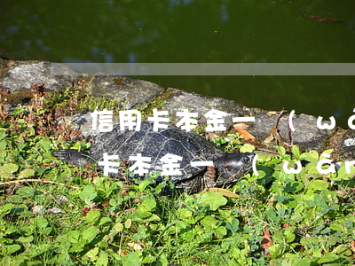 信用卡本金一萬(wàn)逾期一年了(信用卡本金一萬(wàn)逾期一年了)