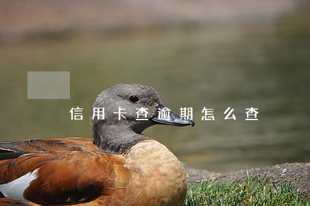 信用卡查逾期怎么查