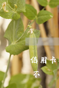 信用卡欠1000不還了(信用卡欠2000不還會怎么樣)