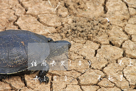信用卡欠100萬還不上想跑路-欠了信用卡100萬還不起了會坐牢嗎