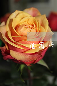 信用卡欠10年取證（信用卡欠10年取證）