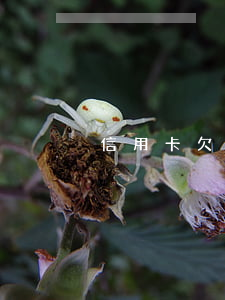 信用卡欠10萬分期樂好過嗎