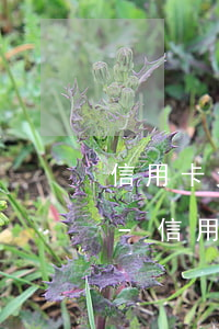 信用卡欠120萬(wàn)還不上怎么辦-信用卡欠120萬(wàn)還不上怎么辦呢