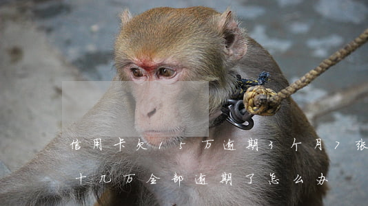 信用卡欠15万逾期3个月(7张信用卡欠款十几万全部逾期了怎么办)