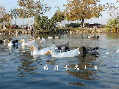 信用卡欠18萬(wàn)還不起了怎么辦-信用卡欠18萬(wàn)還不起了怎么辦呢