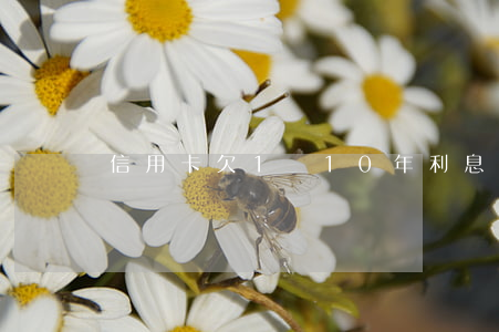 信用卡欠1萬10年利息多少