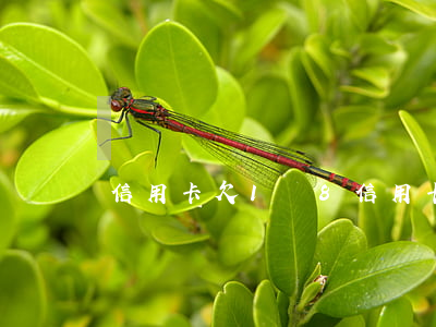 信用卡欠1萬8(信用卡欠1萬8銀行起訴了會)