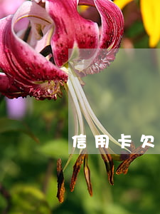 信用卡欠1萬一個月要多還一千多