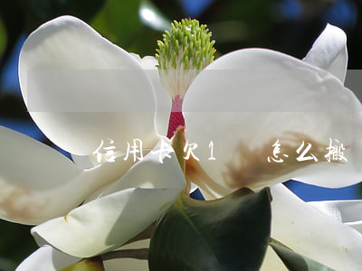 信用卡欠1萬怎么搬磚(信用卡欠1萬怎么搬磚)