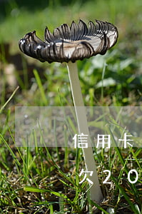 信用卡欠200元變成3萬怎么辦-信用卡欠200元變成3萬怎么辦呢