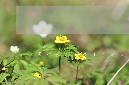 信用卡欠20多萬(wàn)判刑