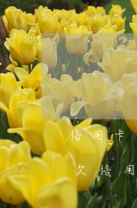 信用卡欠20萬(wàn)沒(méi)還(欠信用卡20萬(wàn)不還)