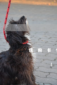 信用卡欠20萬(wàn)無(wú)力償還會(huì)坐牢嗎-信用卡欠20萬(wàn)無(wú)力償還會(huì)坐牢嗎?
