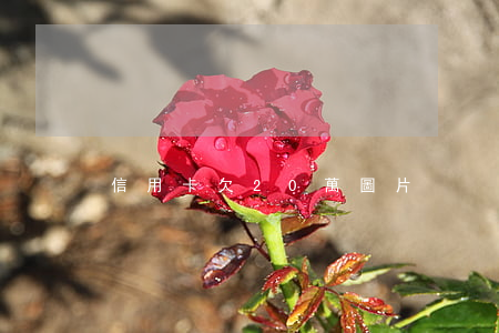 信用卡欠20萬圖片