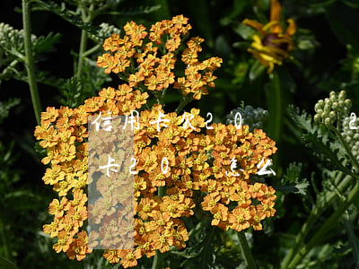 信用卡欠20萬網貸20萬怎么辦(欠了信用卡20萬怎么辦)