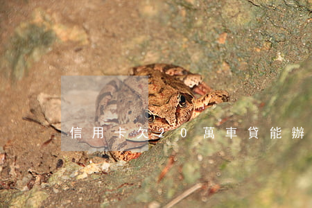 信用卡欠20萬車貸能辦嗎