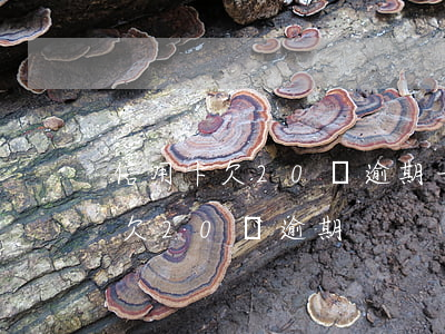 信用卡欠20萬逾期一年要還多少錢（信用卡欠20萬逾期）