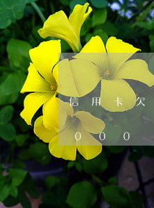 信用卡欠24000逾期1年（信用卡欠24000）