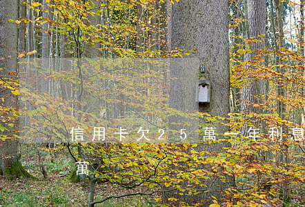 信用卡欠25萬一年利息多少（信用卡欠25萬）