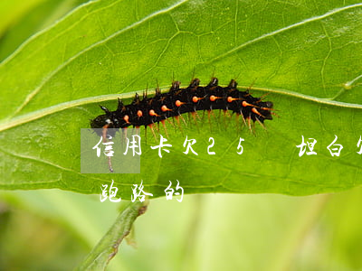 信用卡欠25萬坦白(欠信用卡25萬有沒沒跑路的)