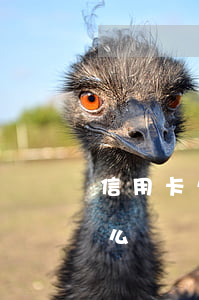 信用卡欠2毛錢 欠了信用卡2萬無力償還怎么辦