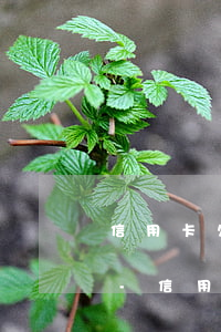 信用卡欠2萬(wàn)逾期6年什么后果-信用卡欠2萬(wàn)逾期6年什么后果呢
