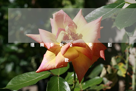 信用卡欠2萬多會影響車貸嗎(欠信用卡影響買車貸款嗎)