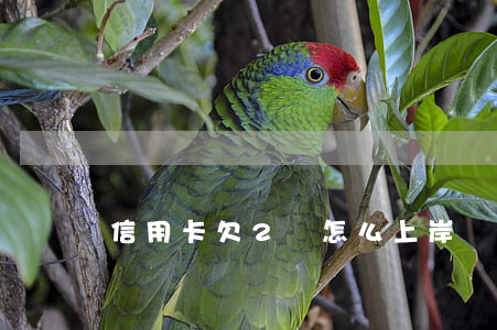 信用卡欠2萬怎么上岸