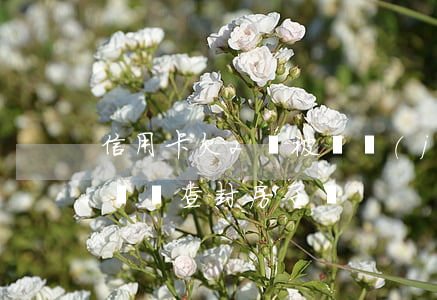 信用卡欠2萬被凍結(jié)(欠信用卡兩萬會查封房子嗎)
