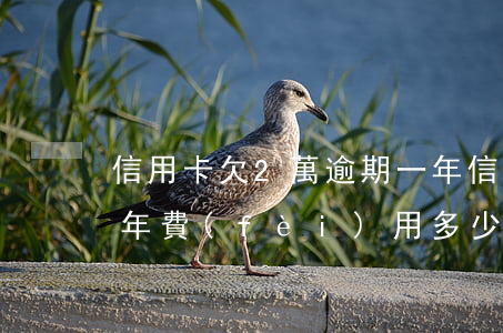 信用卡欠2萬逾期一年(信用卡欠2萬逾期一年費(fèi)用多少)