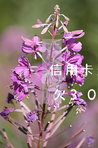 信用卡欠30萬停息掛賬怎么申請-信用卡欠30萬停息掛賬怎么申請的