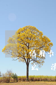 信用卡欠30萬怎么還-信用卡欠30萬怎么還清