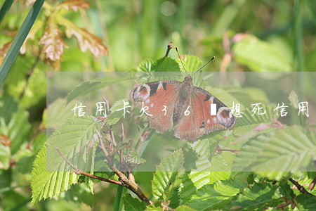 信用卡欠36萬,想死（信用卡欠36萬）