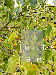 信用卡欠3万会追逃吗(我欠信用卡3万会判刑吗)