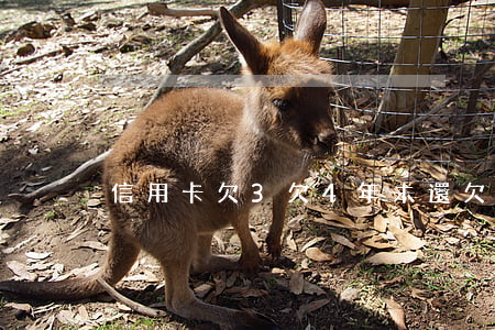 信用卡欠3欠4年未還(欠信用卡3年沒還)