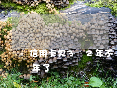 信用卡欠3萬2年不還了(信用卡欠款3萬一年了)